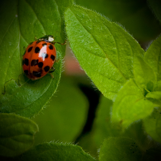 ladybird