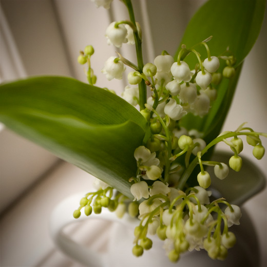 lily-of-the-valley