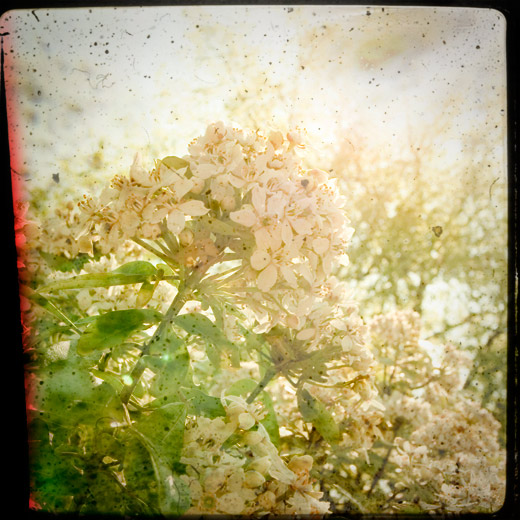 ttv-blossom