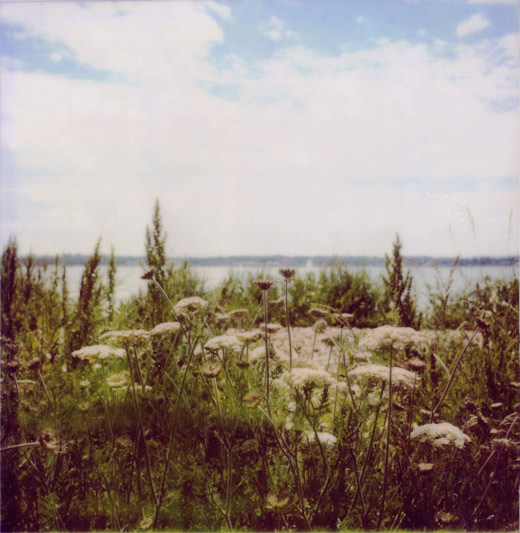 pola-queen-annes-lace