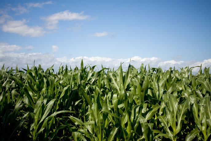 corn2