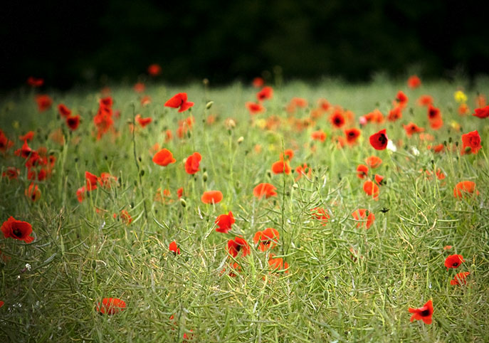 poppies