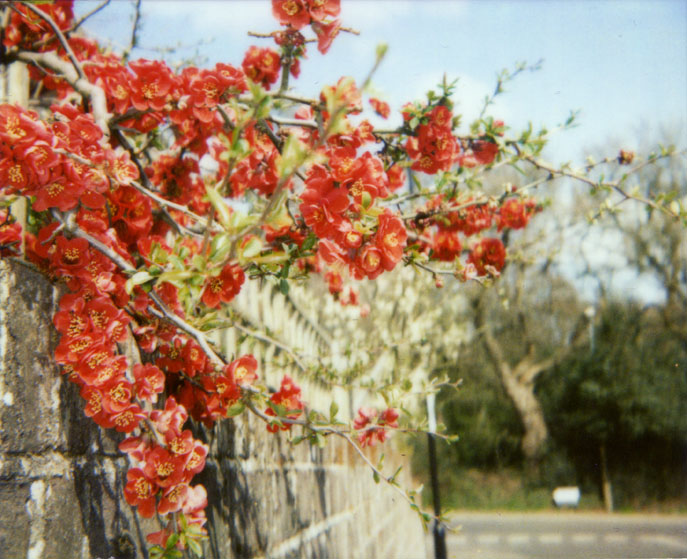 quince blossom - polaroid