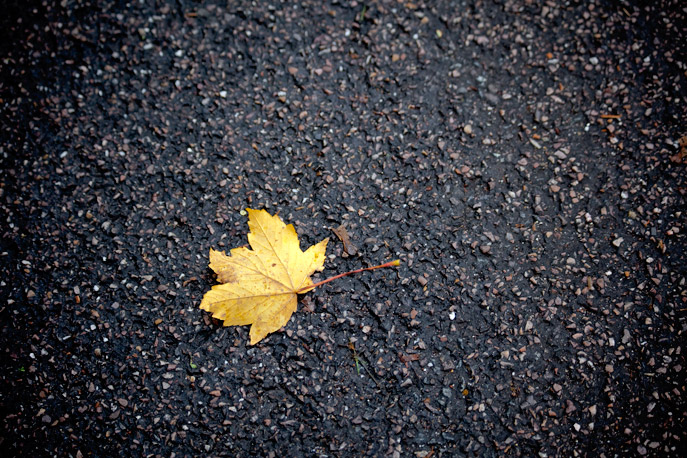 Image result for yellow leaf on road