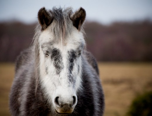 sleepy pony