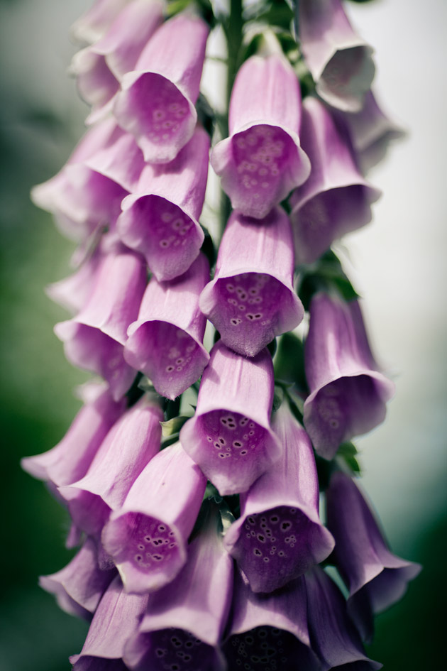 foxglove foxglove