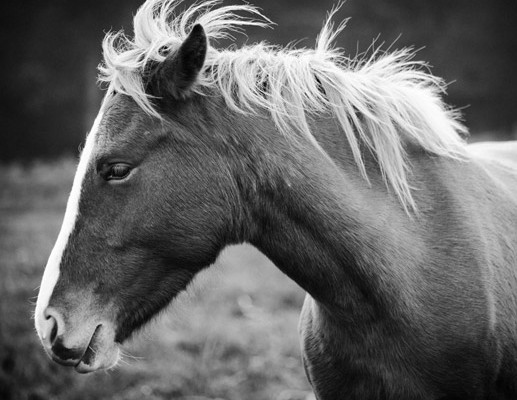 horse - black & white