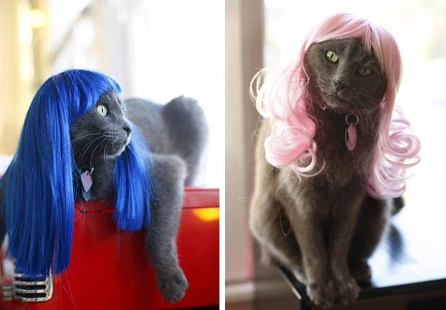 cats in wigs