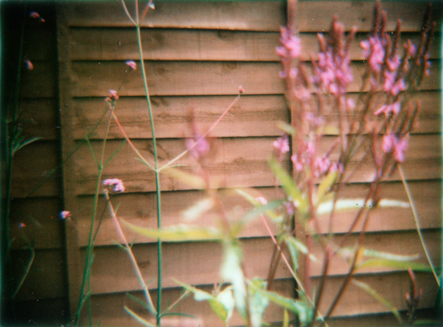 garden - taken with diana and instant back