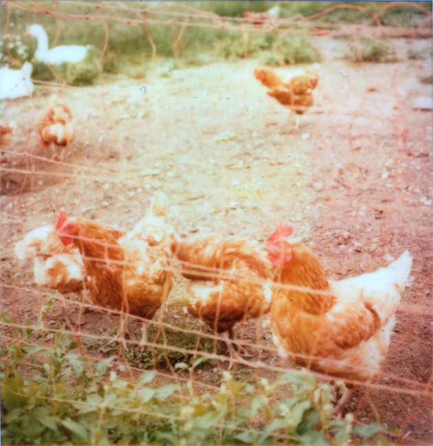 polaroid chickens