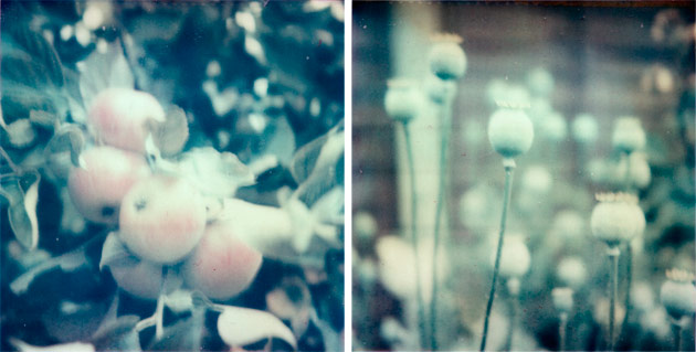 polaroid apples and poppy heads