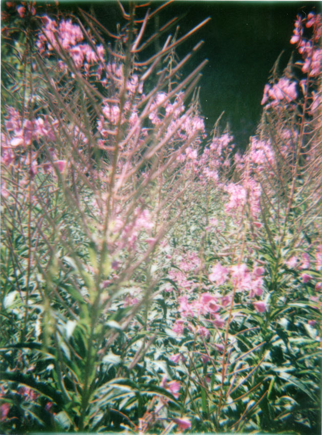 purple flowers - diana f+ with instant back