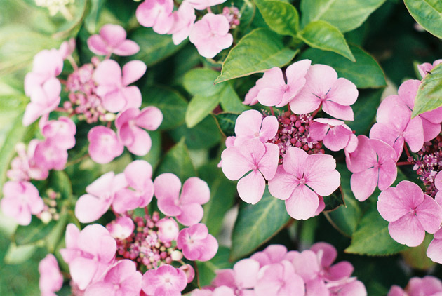 hydrangea - Pentax K1000