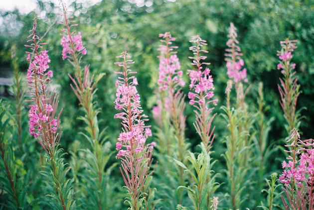 Purple flowers - Pentax K1000