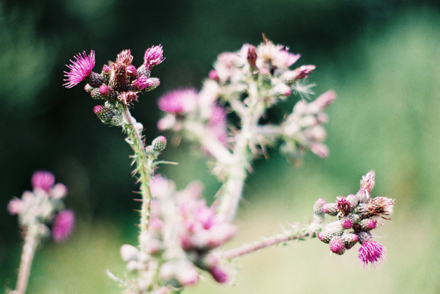 thistle - pentax k1000