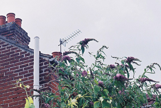 wisteria - Pentax K1000