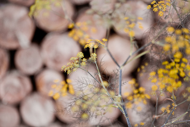 dill in front of log pile dill in front of log pile