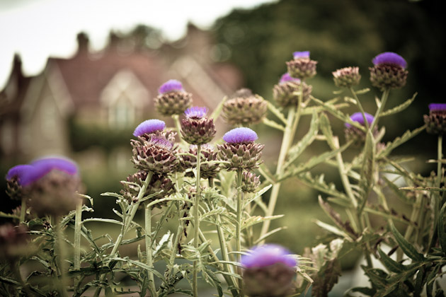 artichokes artichokes
