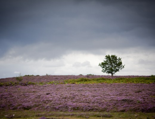 lonely tree - new forest