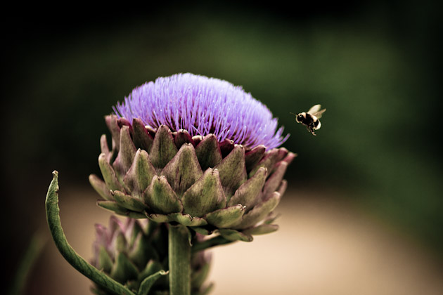 bee visiting artichoke bee visiting artichoke