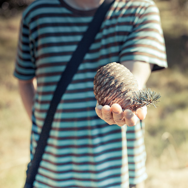 cedar cone