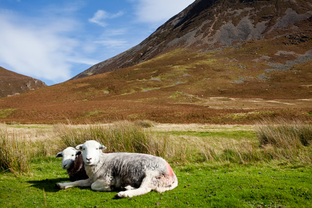 sheep - Lake District