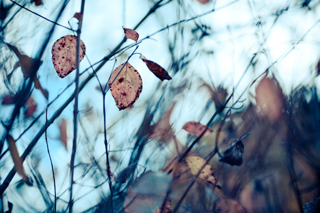 more autumn leaves more autumn leaves