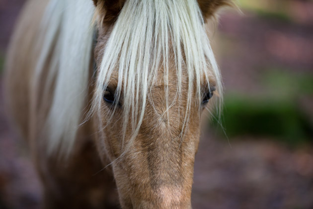 blonde pony