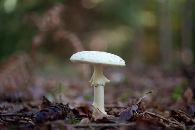 mushroom - New Forest