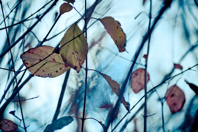 autumn leaves autumn leaves