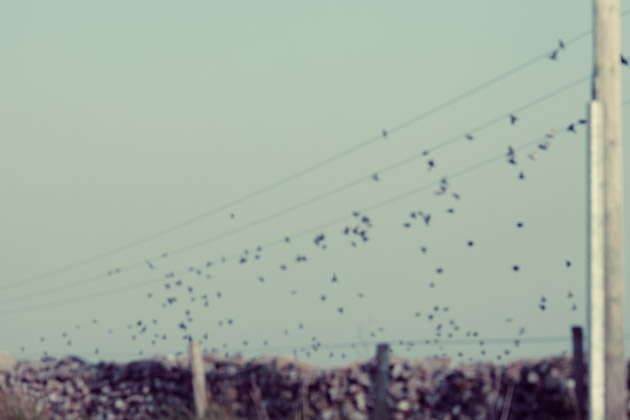 birds on a wire II