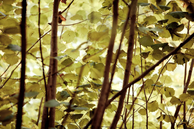 green leaves green leaves
