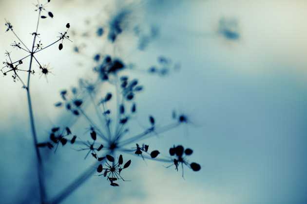 dead queen anne's lace dead queen anne's lace