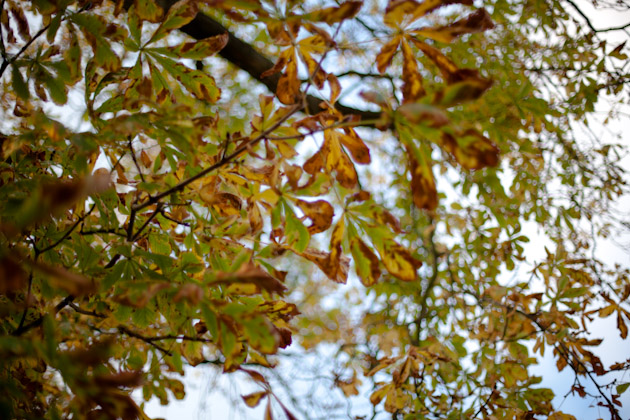 horse-chestnut leaves horse-chestnut leaves
