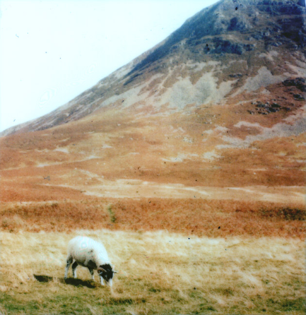 polaroid - lake district - sheep