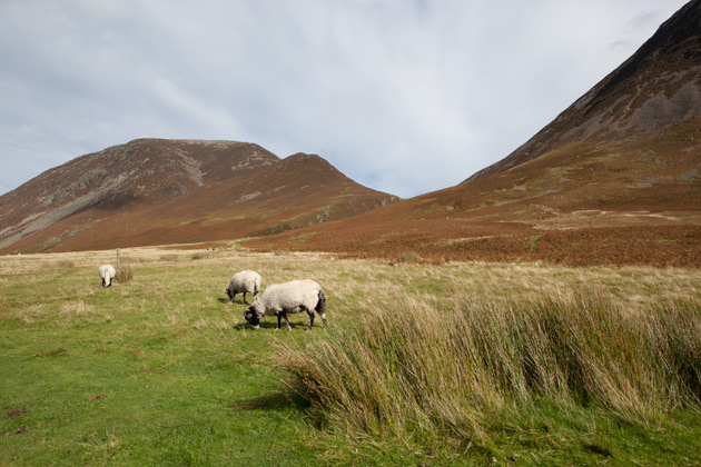 sheep - before