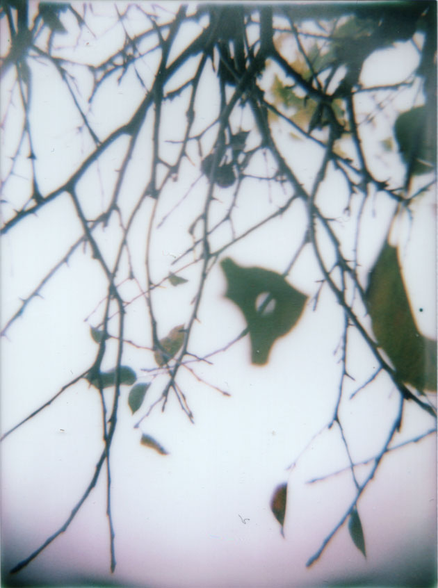 apple tree branches - diana + instant back
