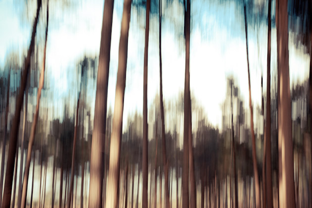 blurry trees 1