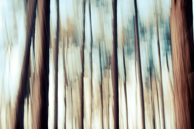 blurry trees 3