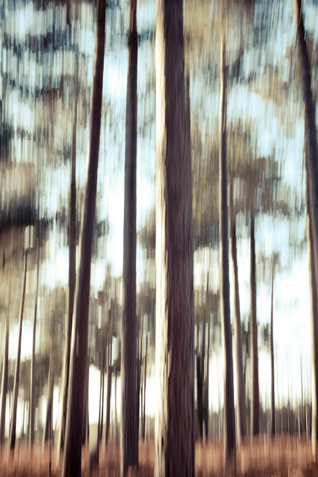 blurry trees 2