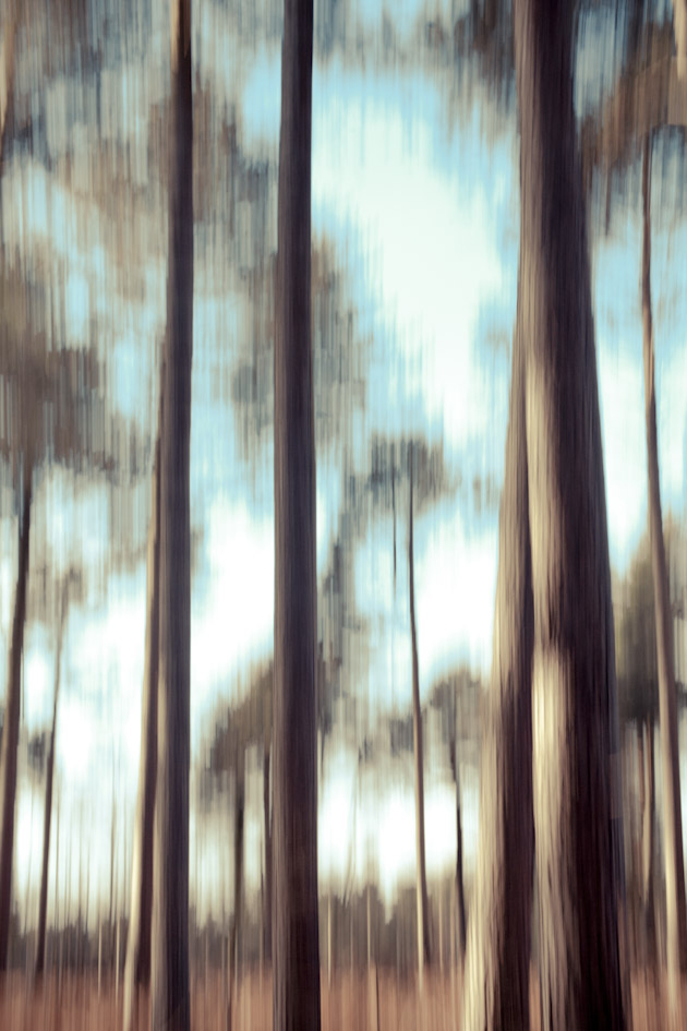 blurry trees 4