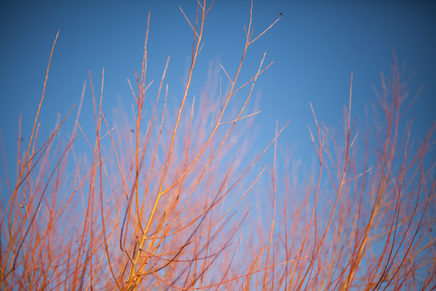 red branches 1
