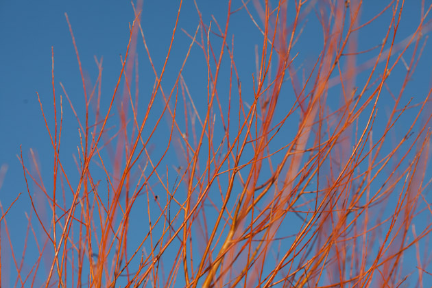 red branches 3