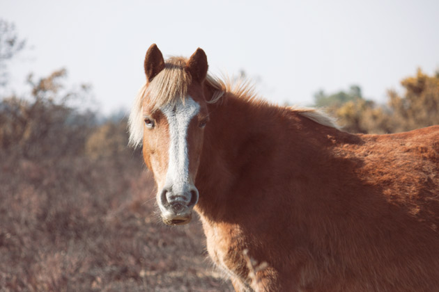 new forest pony