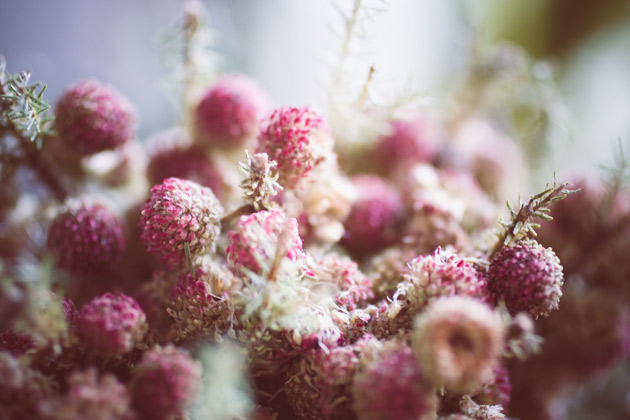 pink flowers