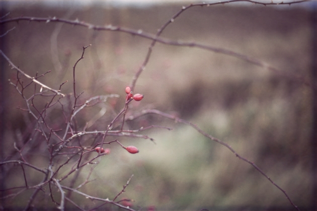 rosehips