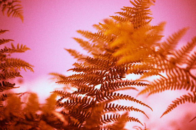 cross processed (red) - ferns