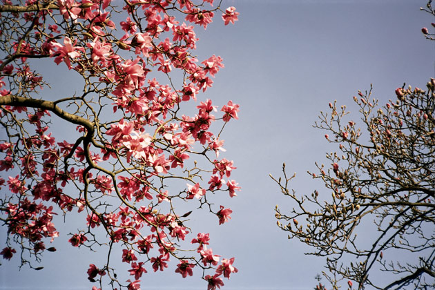 magnolia - taken with Konica C35