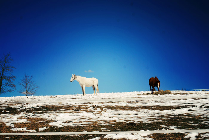 Horses by Scarlett Hernandez