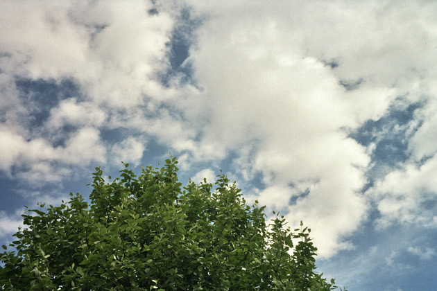 Olympus mju 80 - tree Olympus mju 80 - tree